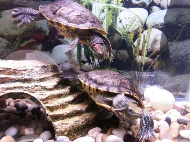 Fluffy the turtle