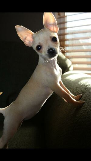 lola