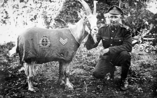 Sgt. Bill the goat