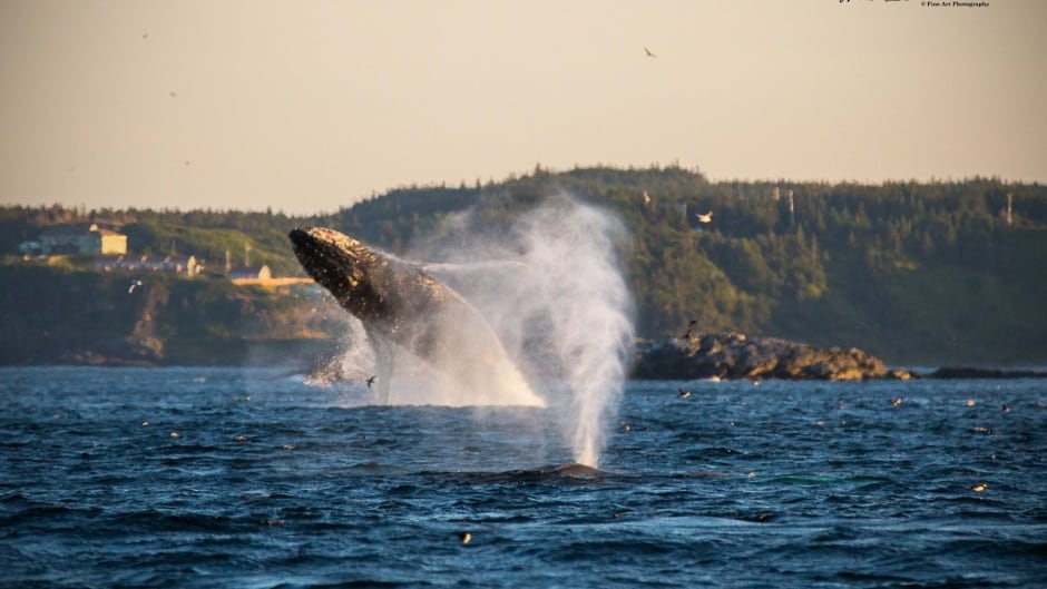 A humpback whale breaching, and another in the foreground coming up for air.