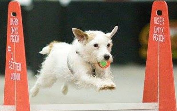 Charlie hero dog jumping