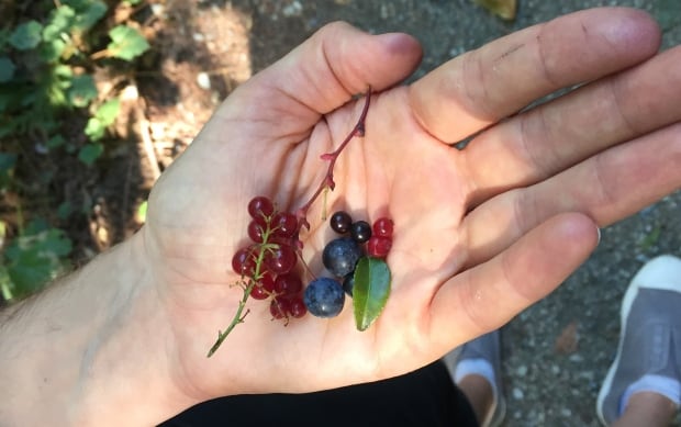 Oregon grapes