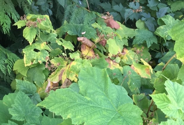Thimbleberries