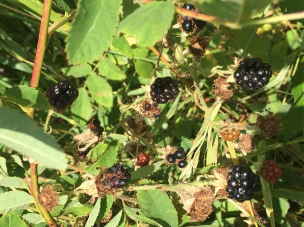 Blackberries