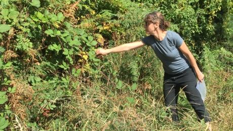 Robin Kort forages for berries near the Museum of Anthropology at UBC. Robin Kort