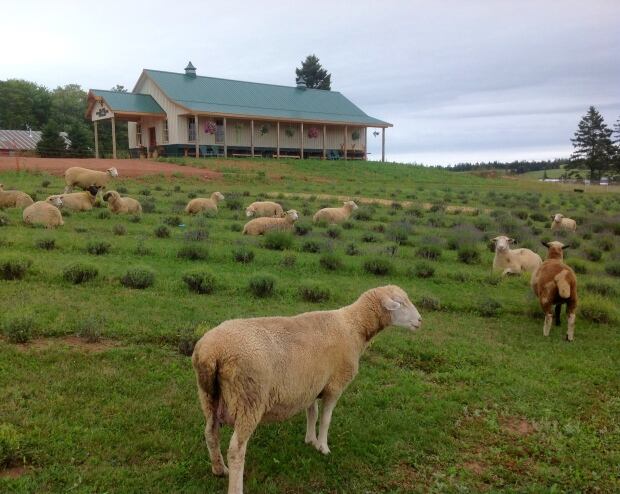 Sheep