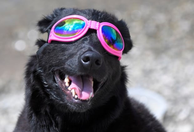 eclipse dog