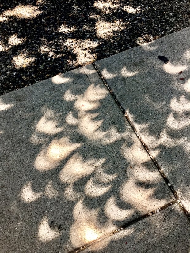 Eclipse through the leaves