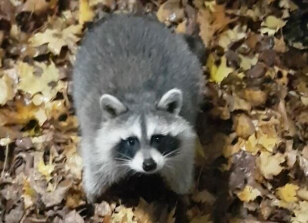 Fredericton Raccoon