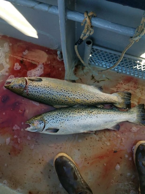 Salmon