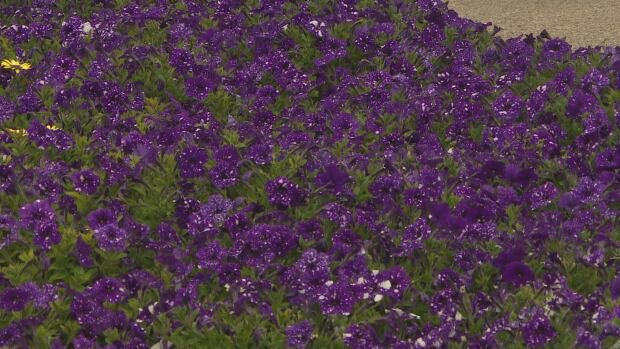 Purple flowers at Regina's central park