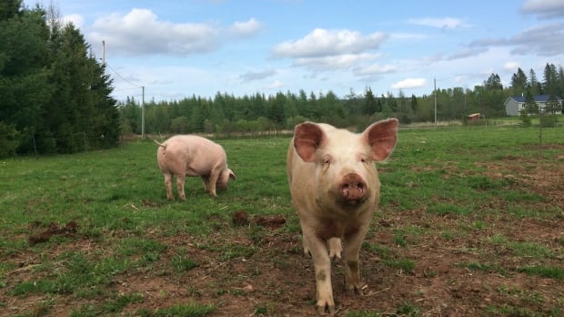 Becaguimec-Farm-pigs