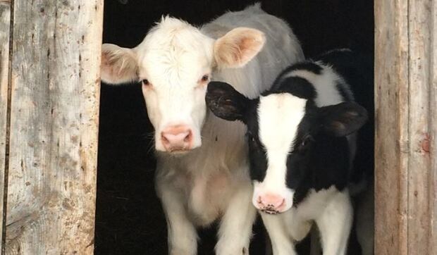 Becaguimec-Farm-cows