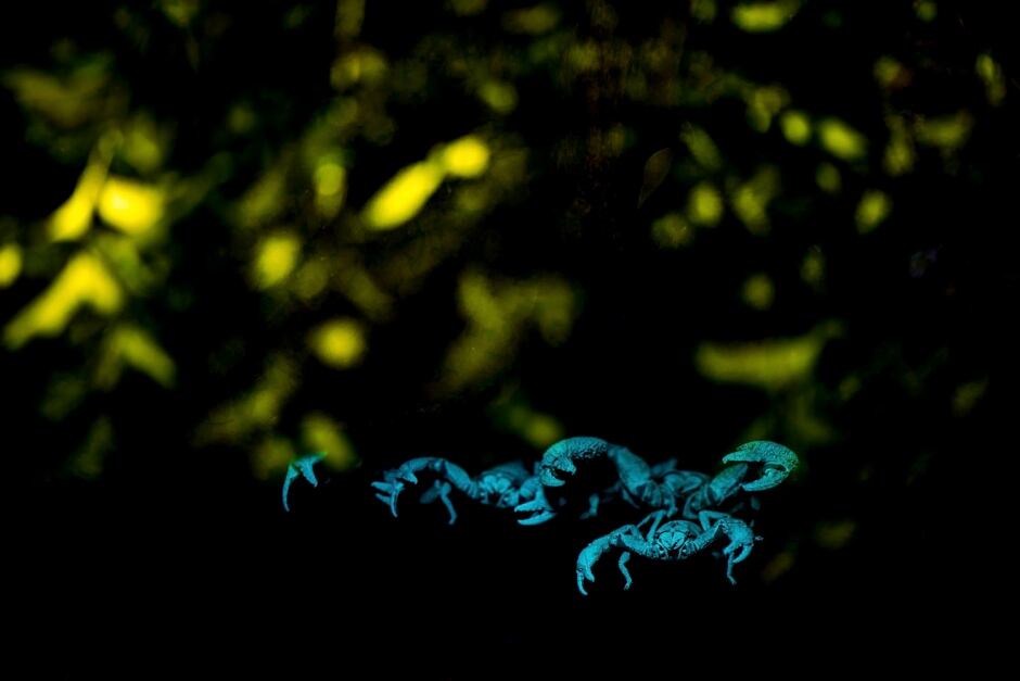 A Nightmare of the Small World, Pratik Pradham