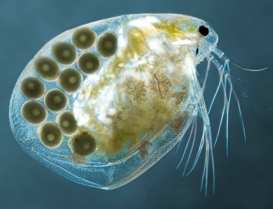 Female Simocephalus, Haken Kvarnstrom