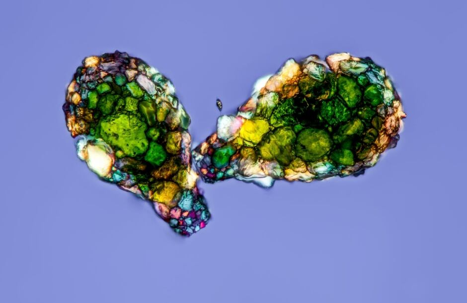 Amoeba Shells, Gerd Guenther