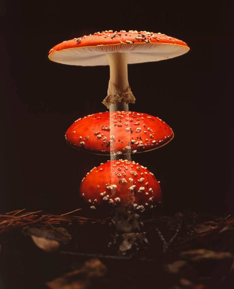 Amanita Ascends, Phred Petersen