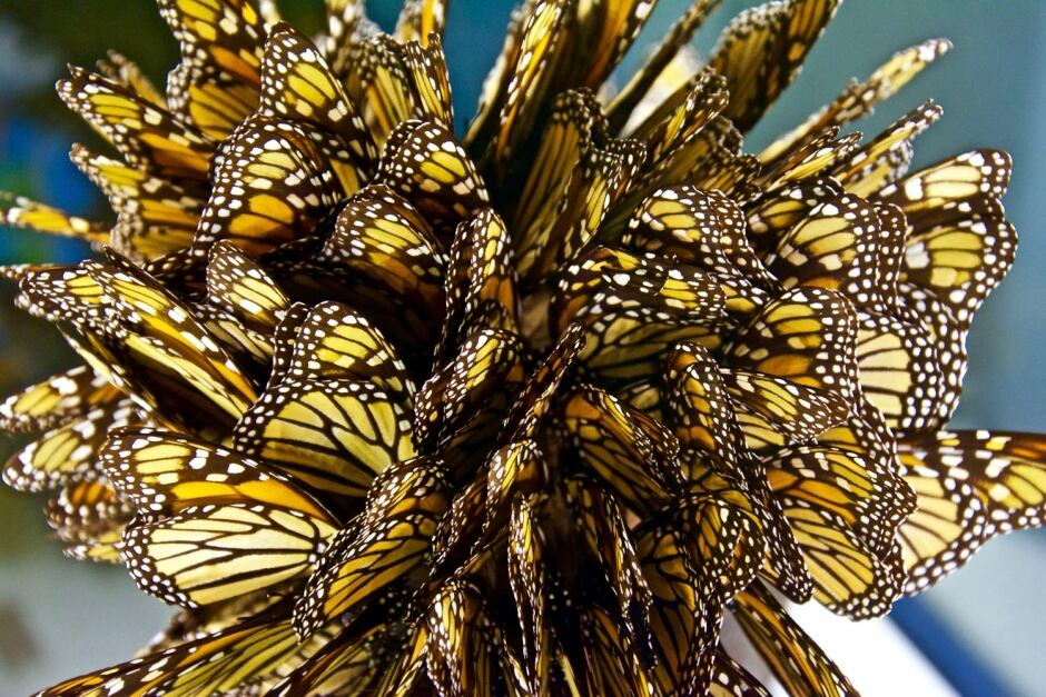 The Great Monarch’s Migration, Alexandre Lagreou