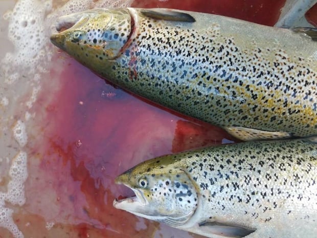 Atlantic salmon