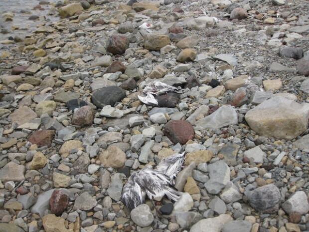 dead snow geese