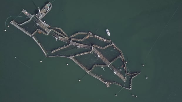 Collapse fish farm