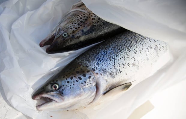 Atlantic salmon caught