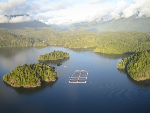 aerial bc salmon farm