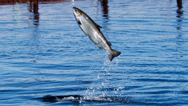 A change in stocking the Upper Salmon River has brought an increase in returning salmon in Fundy National Park.