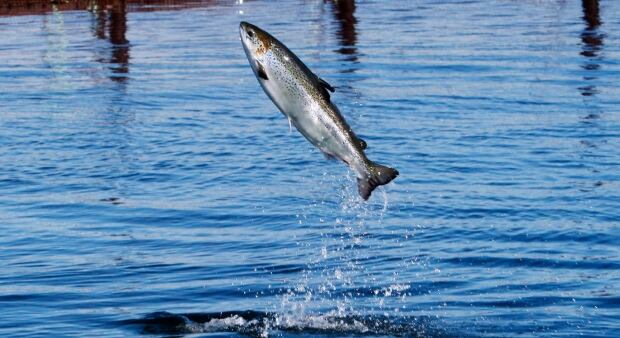 Salmon Populations 20170601