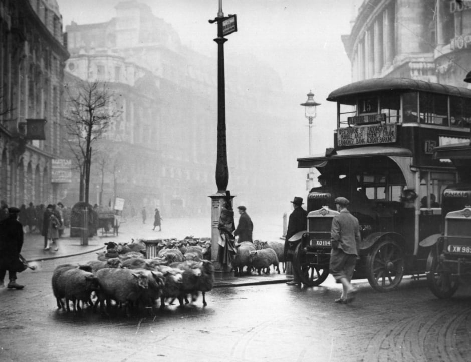 Getty - A herd of sheep wandering through the Strand in London hold up the buses, 1929.jpg