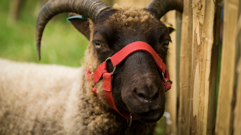 Sheep 2.jpg