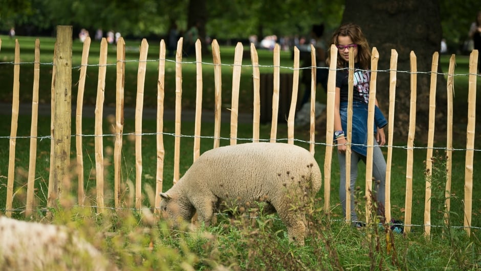 Girl looking at sheep.jpg