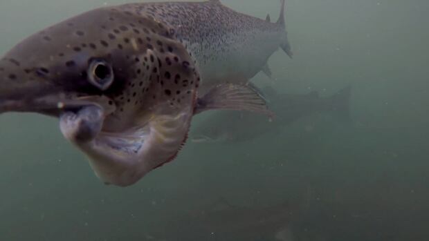 deformed salmon