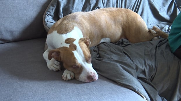 Thomas Pavia's dog