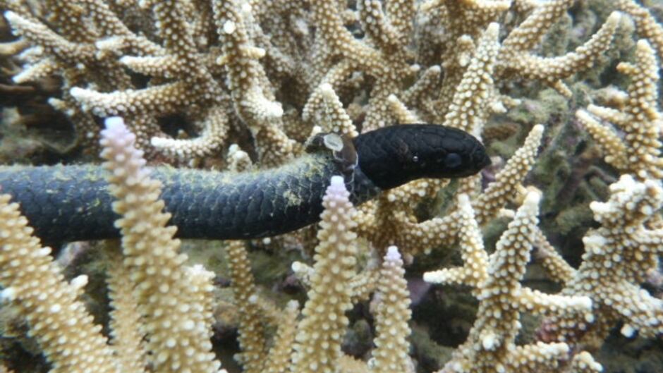 An all black turtle-headed sea snake sheds its skin.