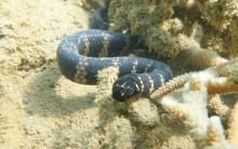 Banded sea snake