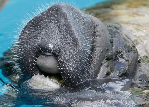 Manatee Sighting Networks
