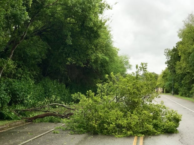 Fallen Tree