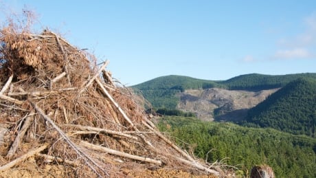 Millions of tonnes of slash are burned across B.C. each year, but some say its a valuable resource that could be better utilized. Slash pile