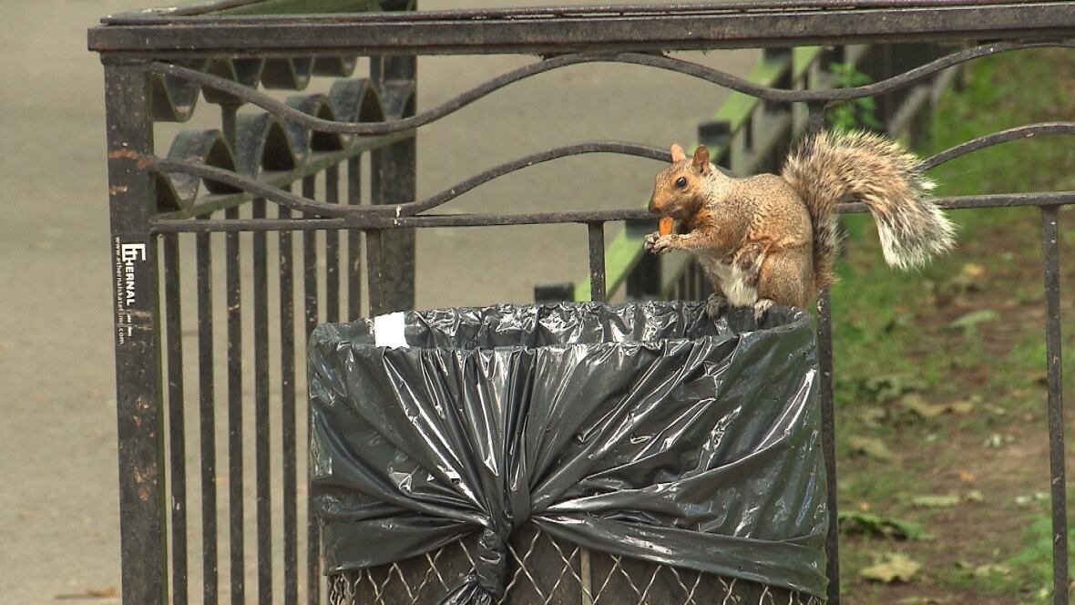 Squirrels gone wild Rodent chews up car wires, costing owner 9K in