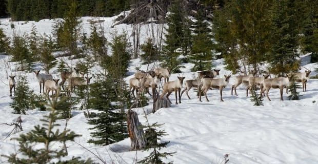 B.C. caribou
