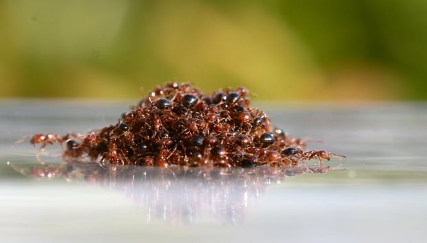 Ant raft