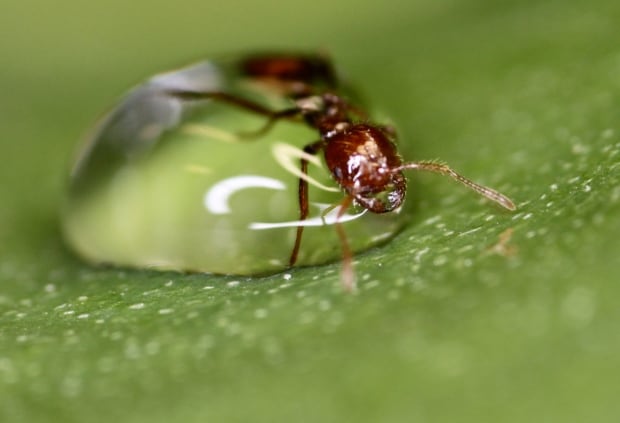 Fire ant