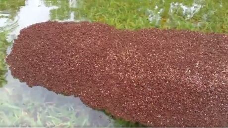 Fire ant rafts