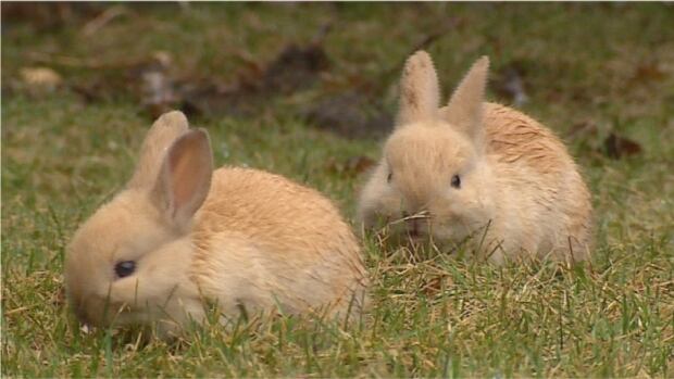 releasing-bunnies-in-the-wild.jpg