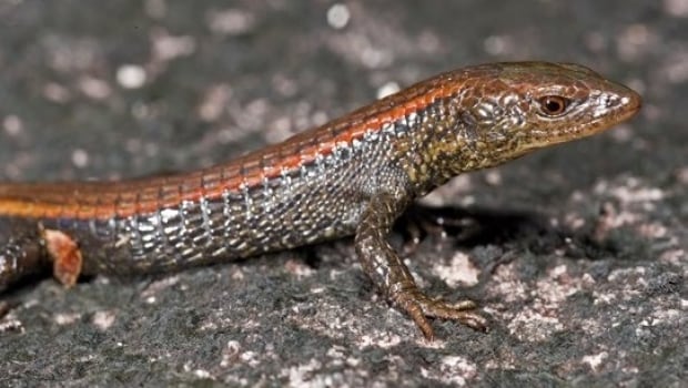 Riolama inopinata