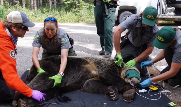 bear 164 captured again