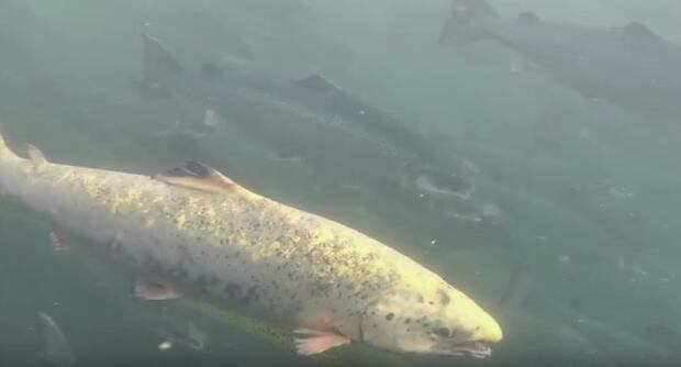 Marine Harvest Atlantic Salmon Swanson Island Sea Shepherd