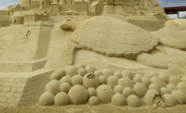 turtle design