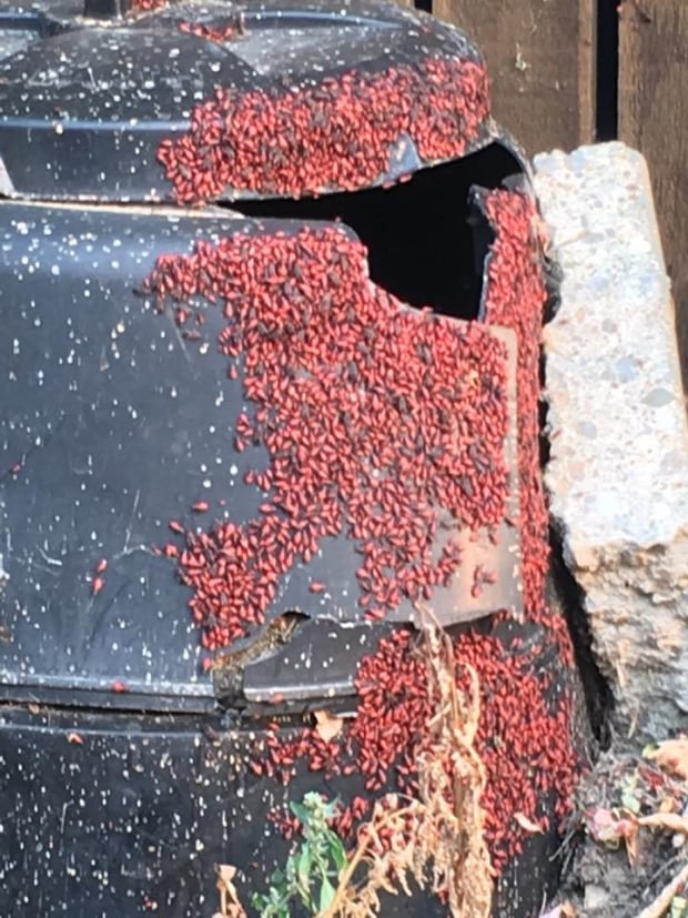 Maple bugs out in force in Regina Saskatchewan CBC News